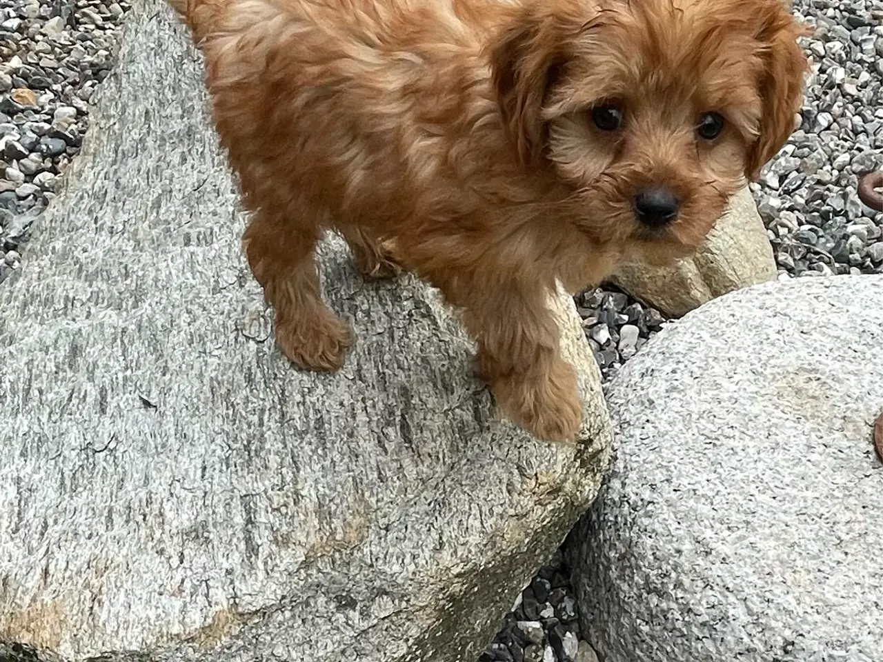 Billede 17 - 2 skønne cavapoo fb1 damer…