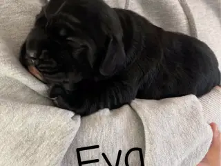 75 % Engelsk Cocker Spaniel / 25 % F1 Labrador.