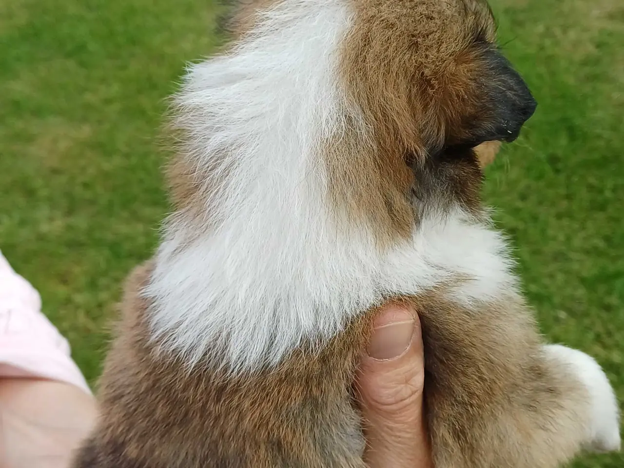 Billede 4 - Collie ( Amerikansk)