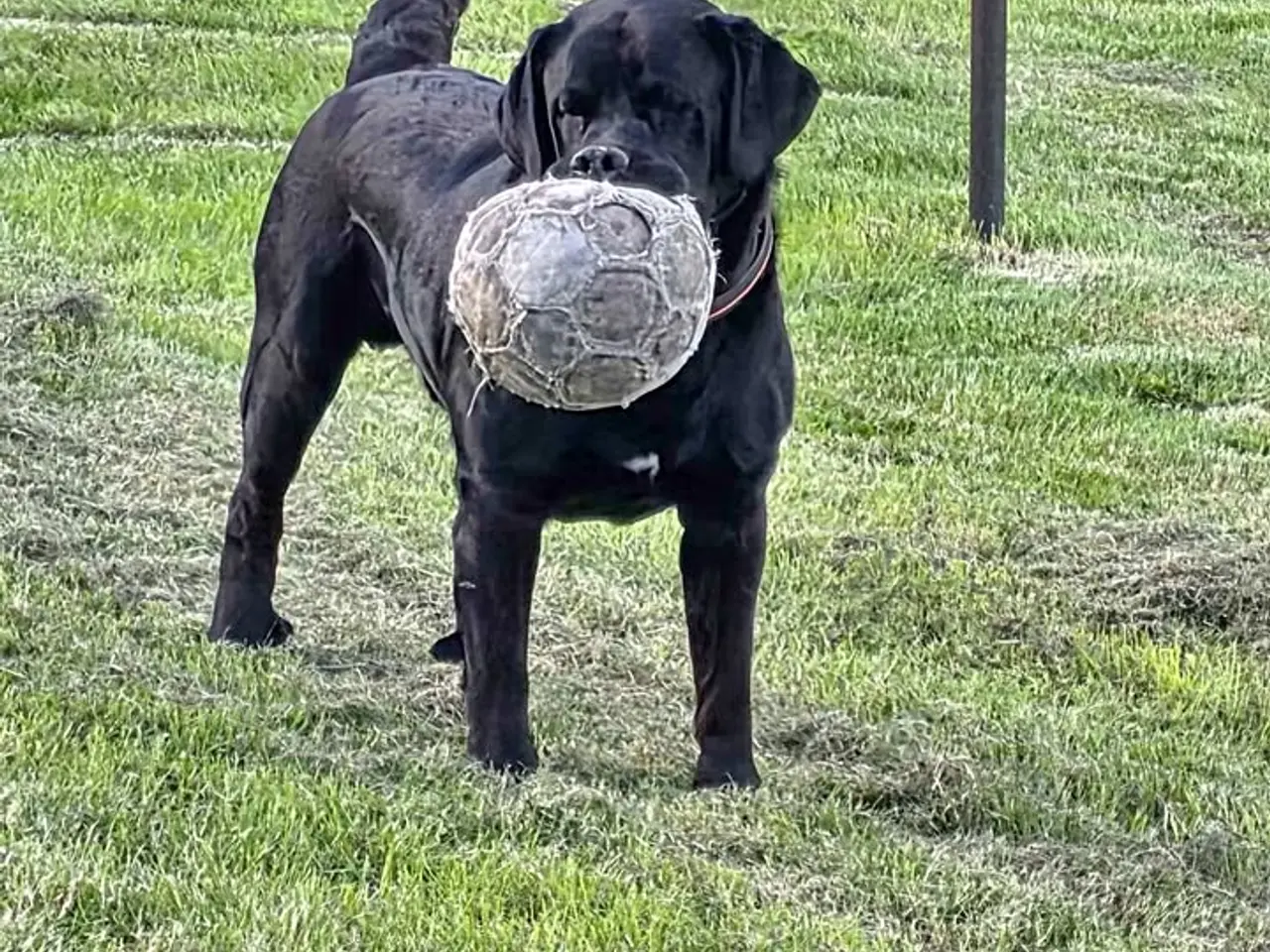 Billede 2 - labrador blanding hanhund