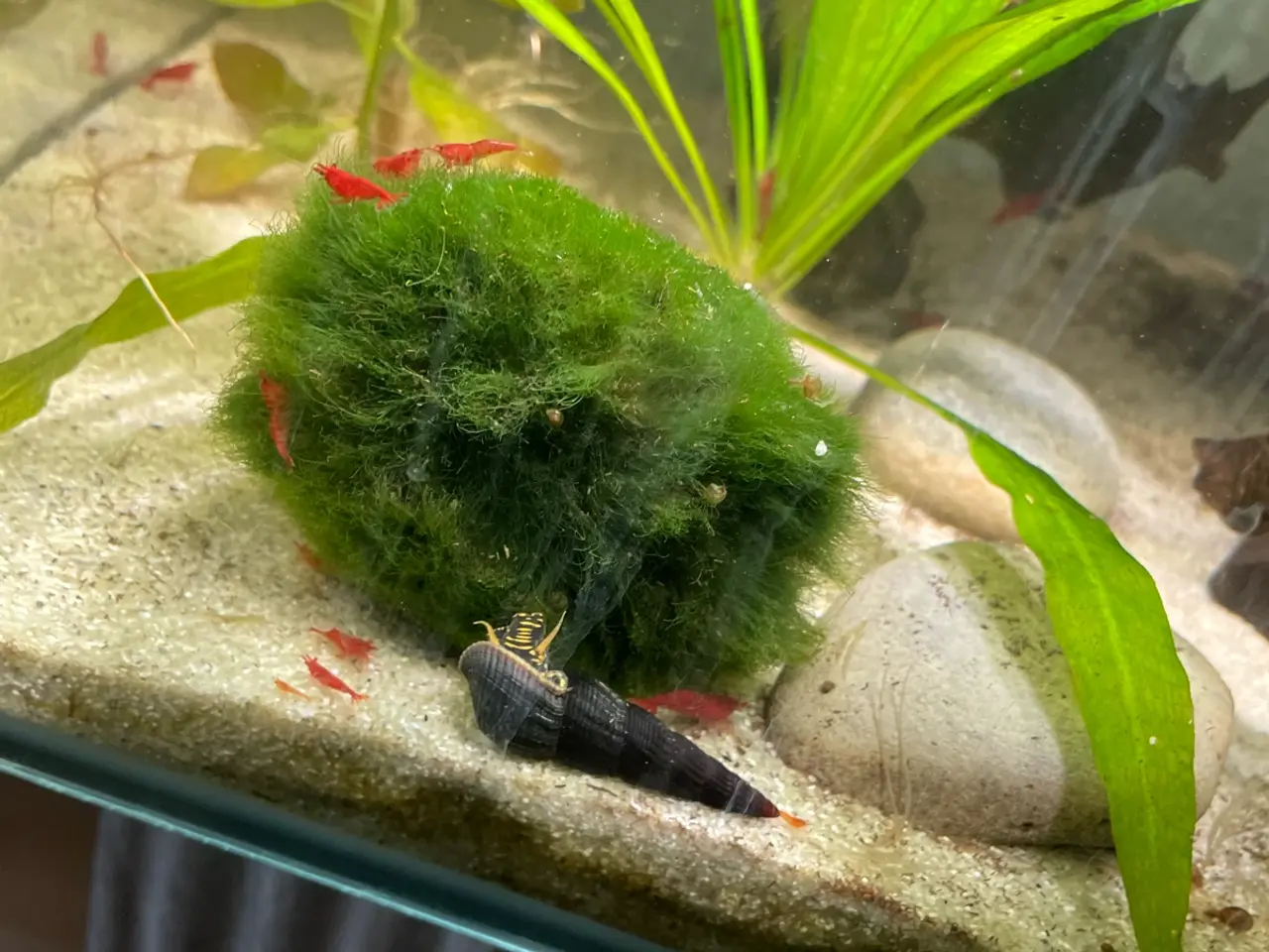 Billede 7 - Cherry Shrimp Neocaradina