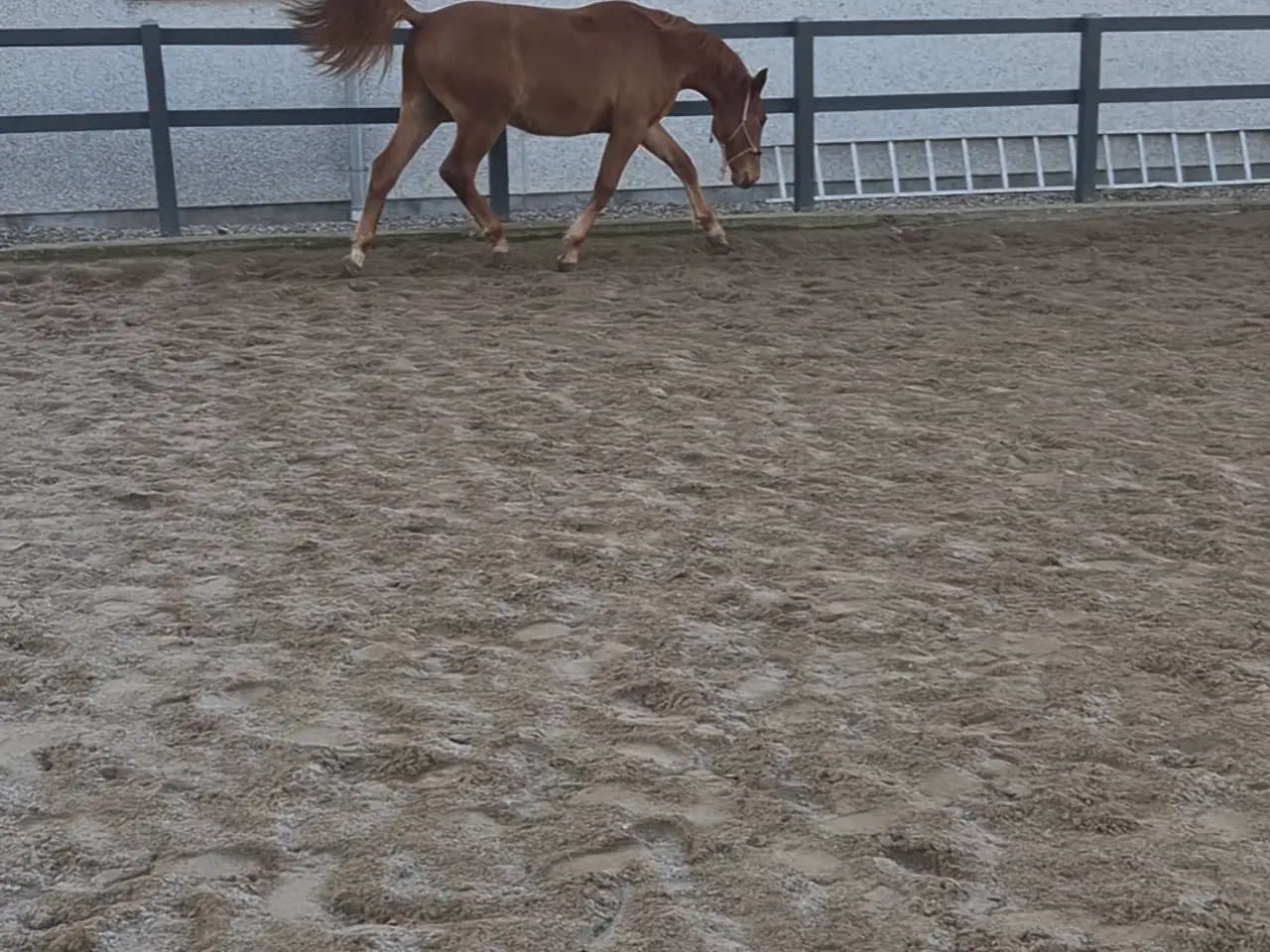 Billede 7 - Frederiksborger, Vallak, 2 år