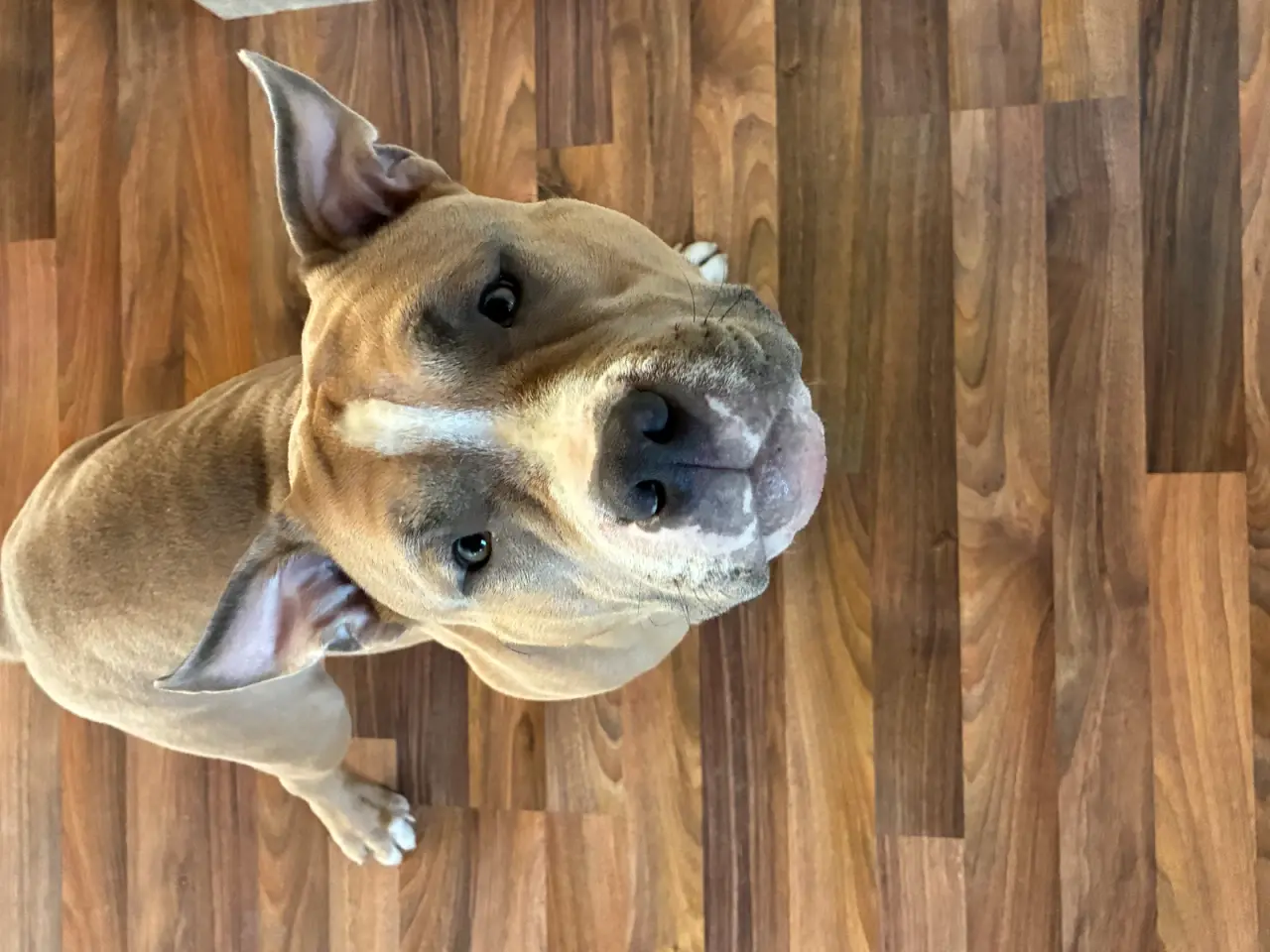 Billede 1 - American bully han hund AVL!!