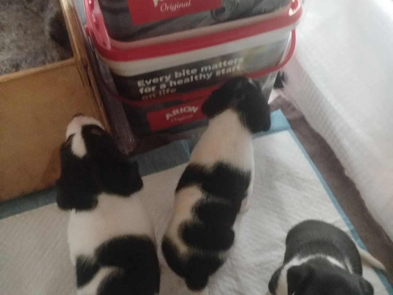 Billede 12 - Ðansk svensk gårdhunde hvalpe