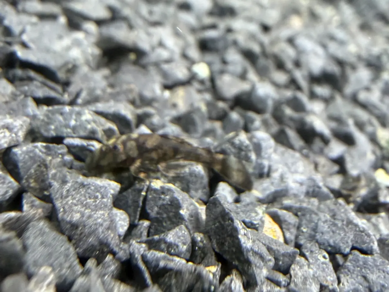 Billede 8 - L519 Honeycomb Pleco – Ancistrus sp.