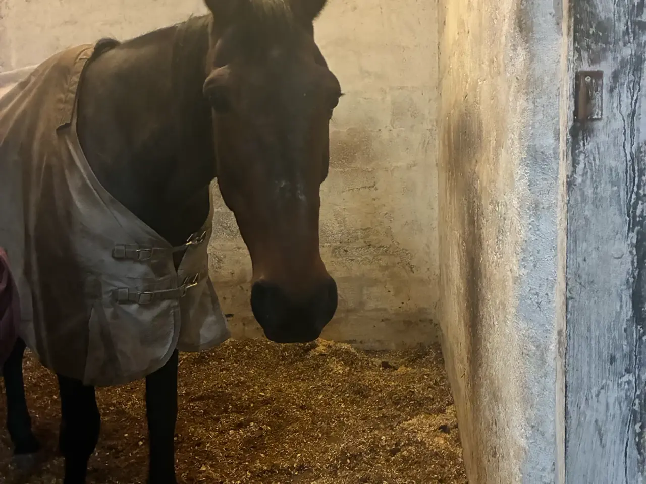 Billede 3 - Hest til salg