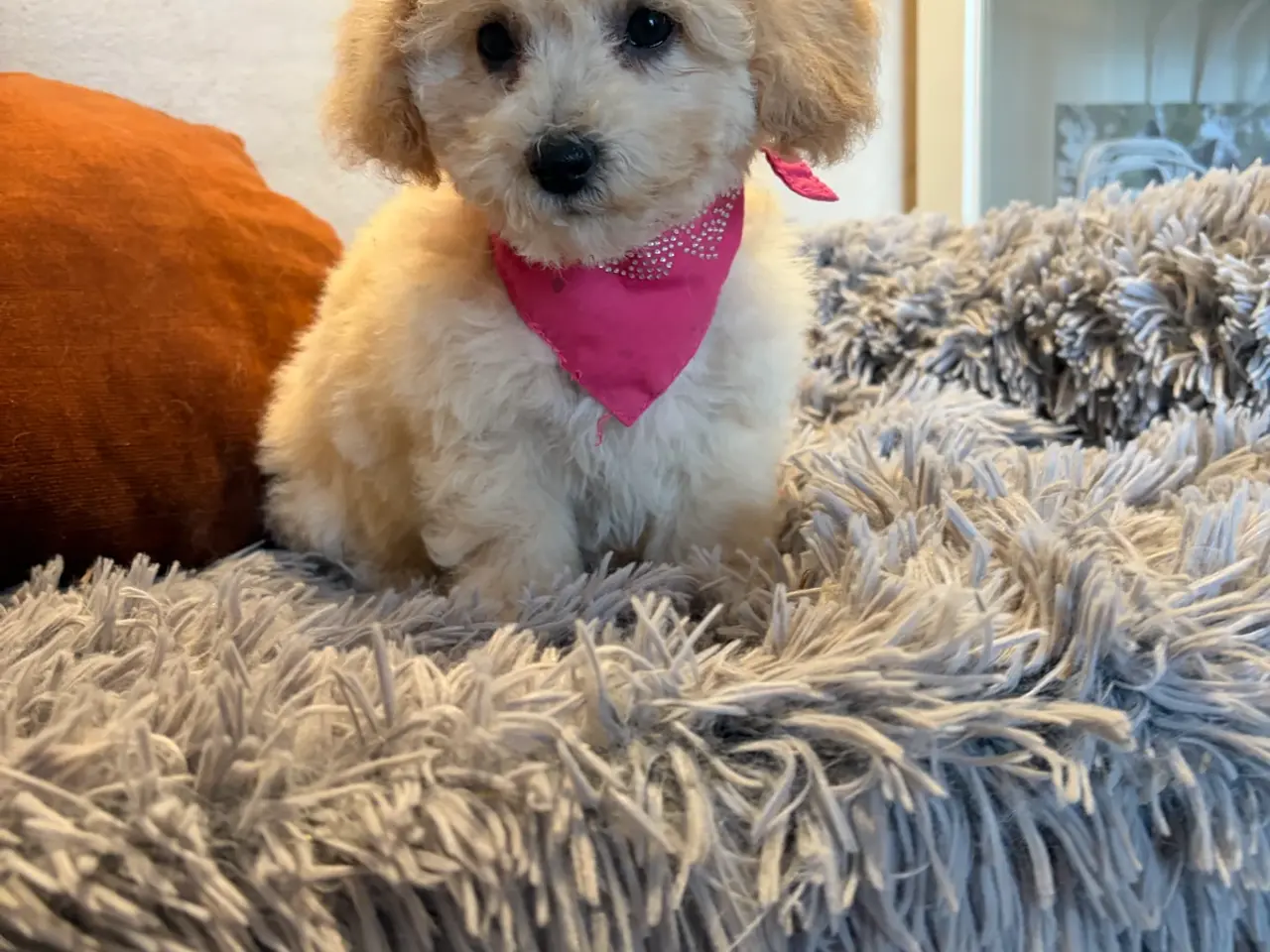 Billede 9 - smukkeste små mini Maltipoo babyer