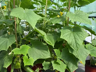 Vinduesplanter, agurk, tomat, chili, peberfrugt