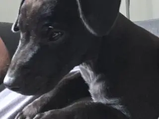 Patterdale Terrier hvalpe til salg