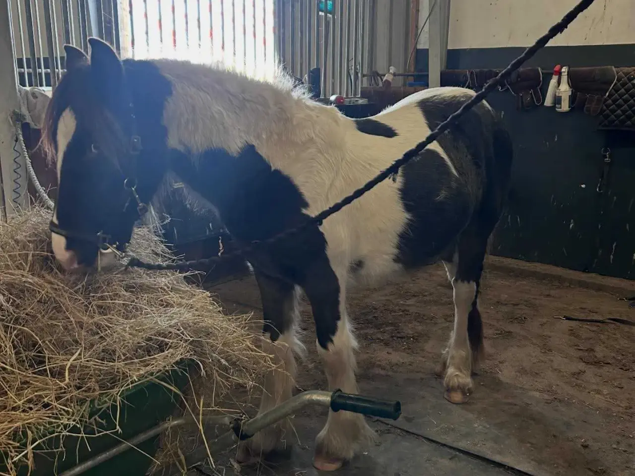 Billede 4 - OPLAGT BØRNEPONY ELLER RIDESKOLE EMNE!⭐⭐