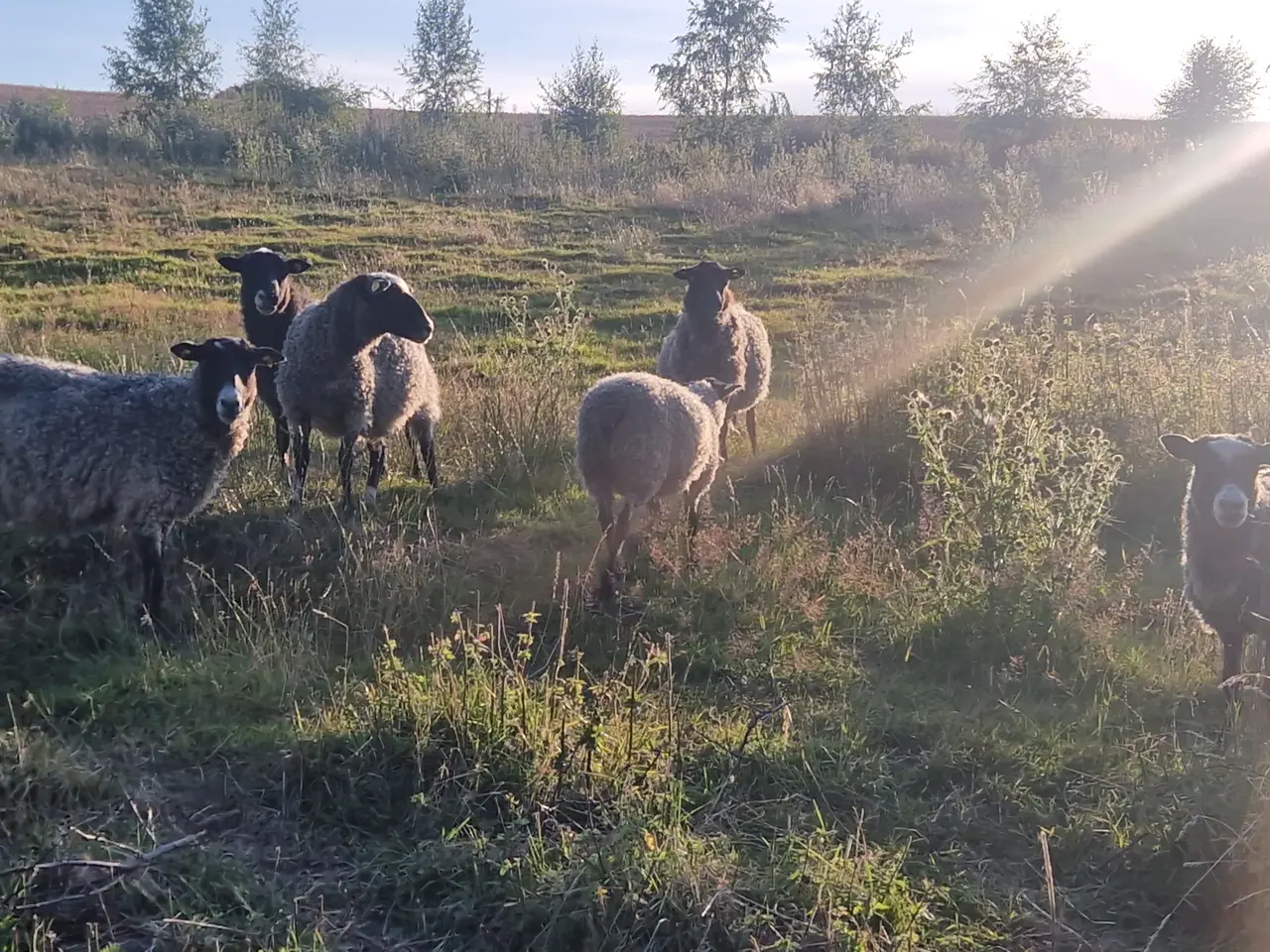 Billede 3 - Får og gimmerlam sælges