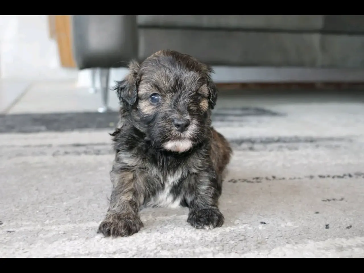 Billede 15 - Shih-poo søger deres næste hjem ❤️