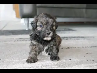 Shih-poo søger deres næste hjem ❤️ - 5