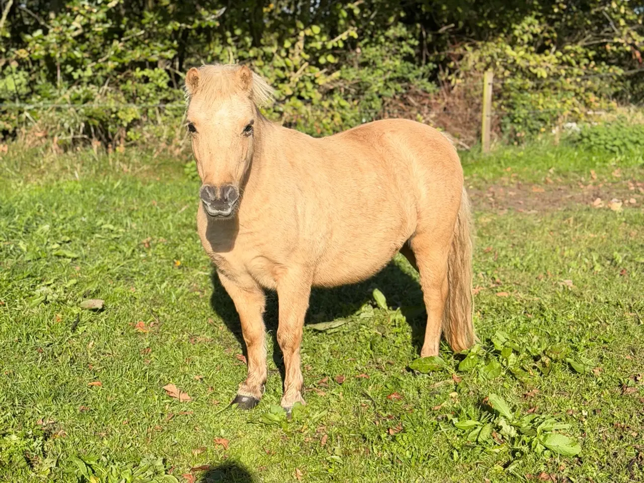 Billede 1 - Palomino shetti