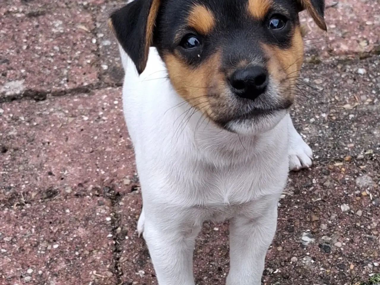 Billede 2 - Korthåret Jack Russel terrier.