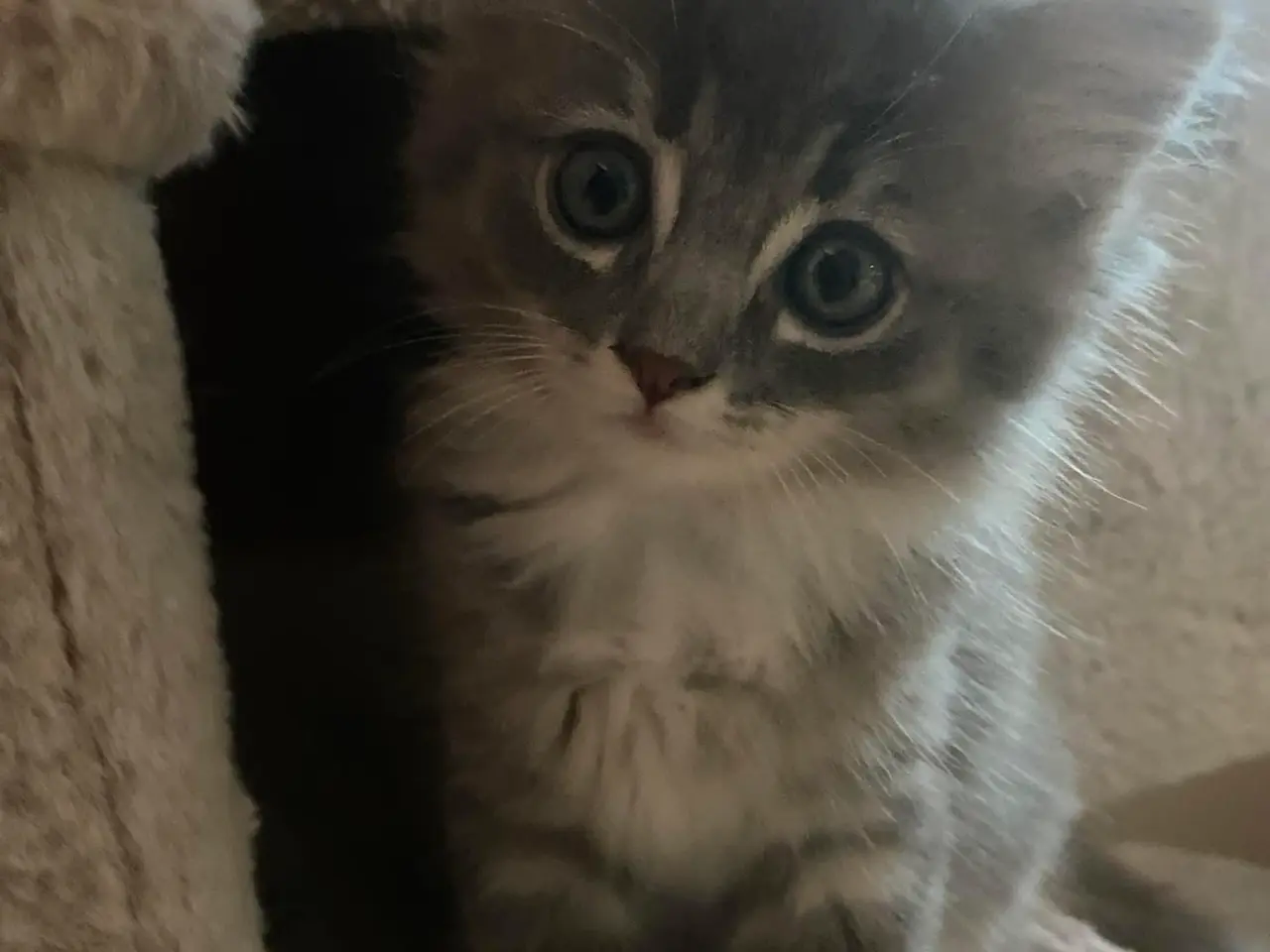 Billede 15 - Lækre 3/4 Ragdoll +1/4 perser killinger, katte