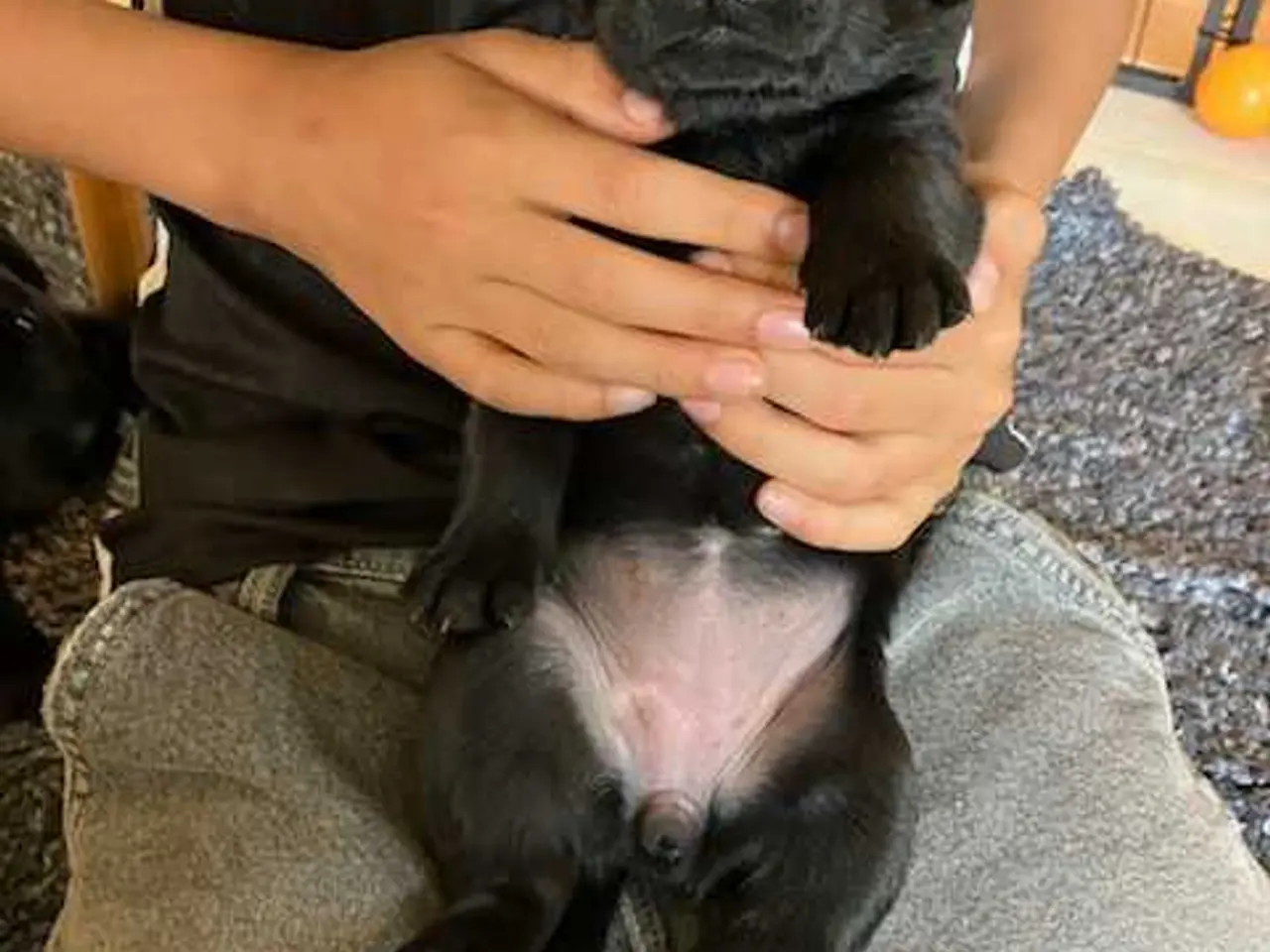 Billede 3 - Sorte labrador hvalpe  - 2 kærlige hanner
