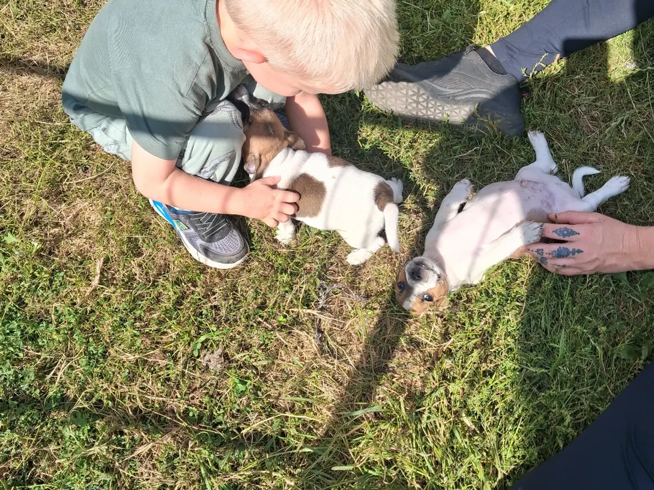 Billede 9 - Jack russel terriere