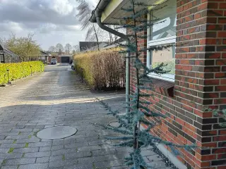 2 stk Cedertræ