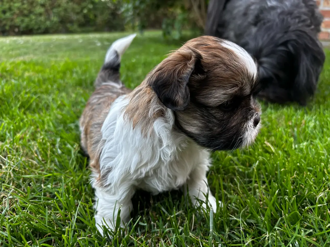 Billede 12 - Shih Tzu og Lhasa Apso - 2 tæver