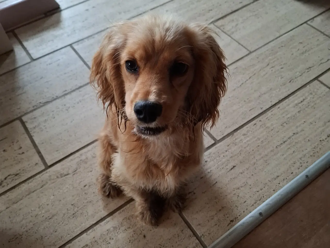 Billede 1 - Sødeste Engelsk Cockerspaniel piger