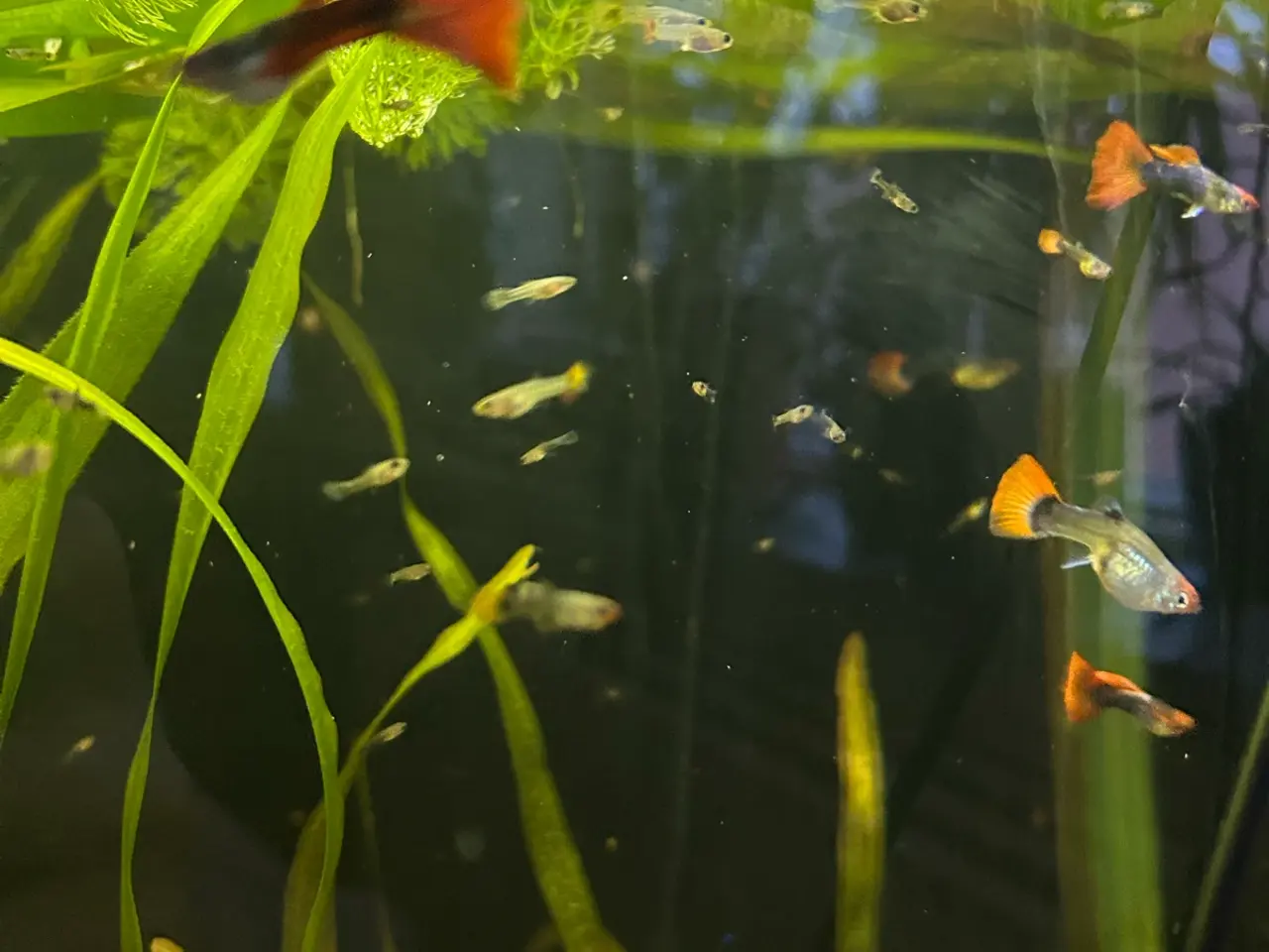 Billede 4 - ❤️🐟 Rednose Dumbo Guppy – Smuk Kontrast (unger)