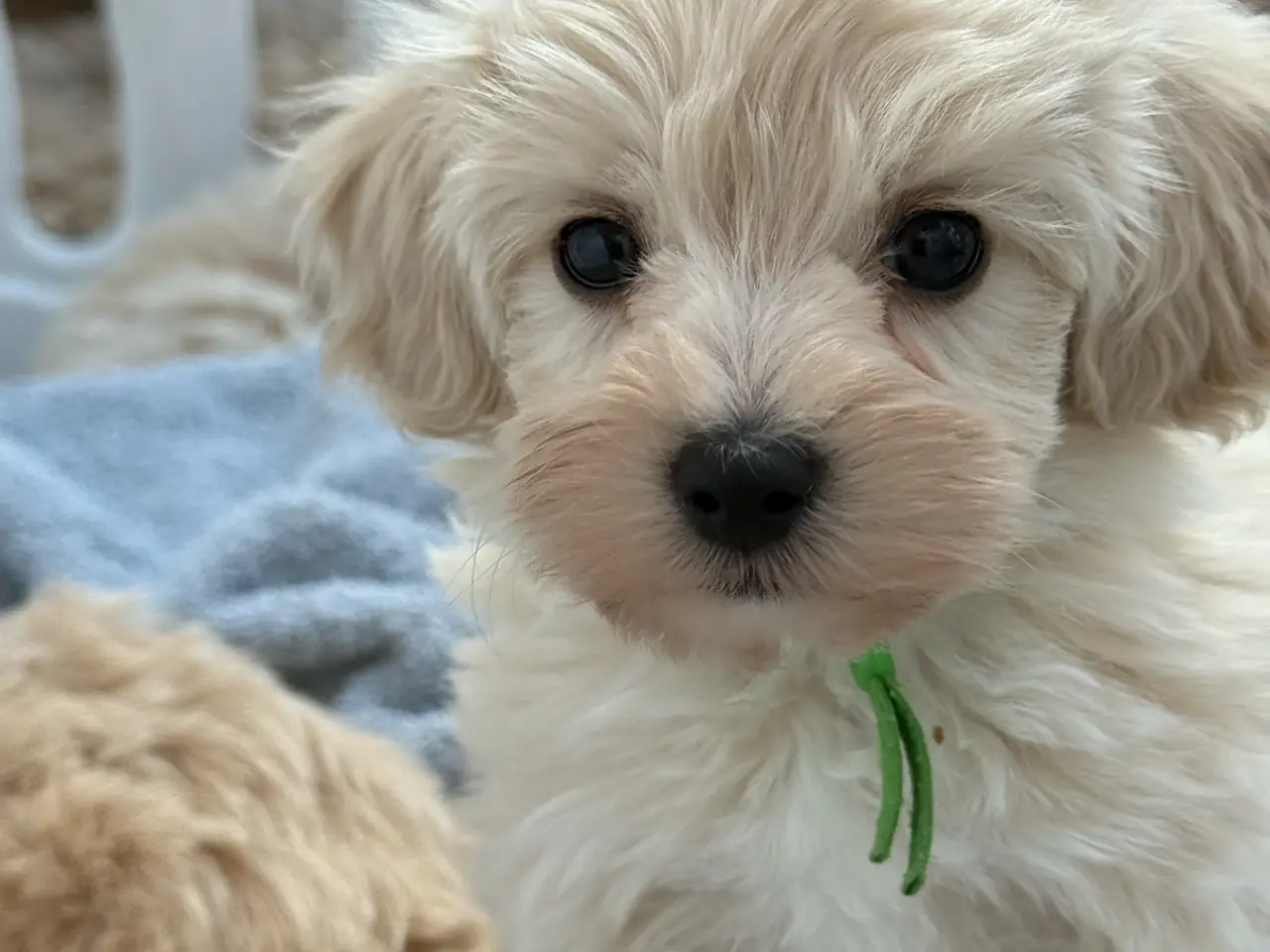 Billede 3 - Maltipoo Hvalpe leder efter en ny Sofa