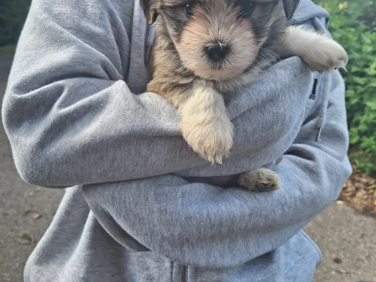 Billede 11 - Lhasa Apso malteser hvalpe
