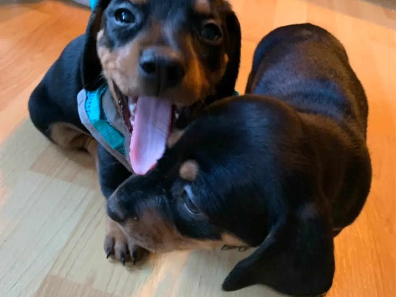 Billede 3 - 3 små miniature - dachshund- hvalpe