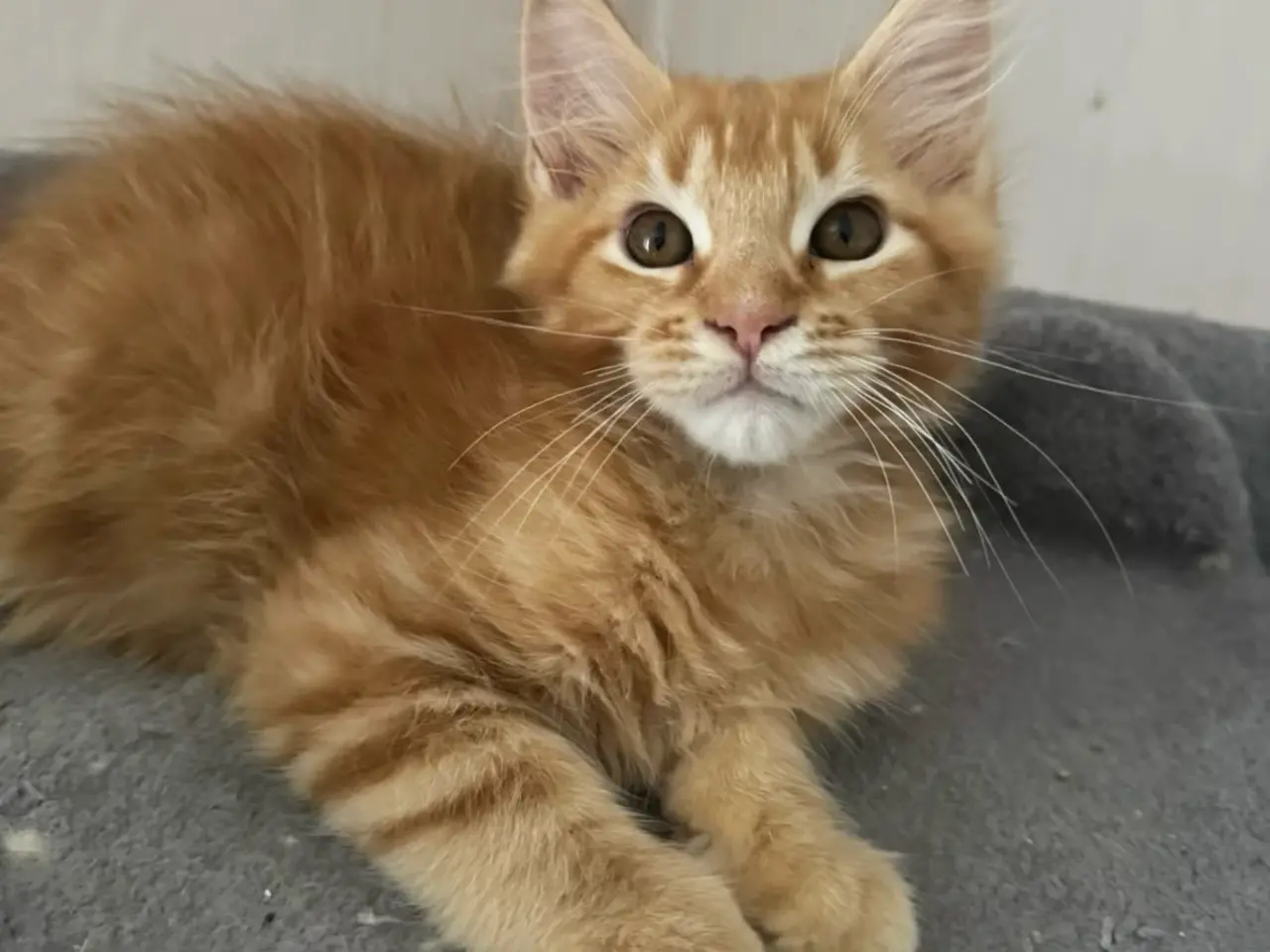 Billede 12 - Maine Coon hankilling