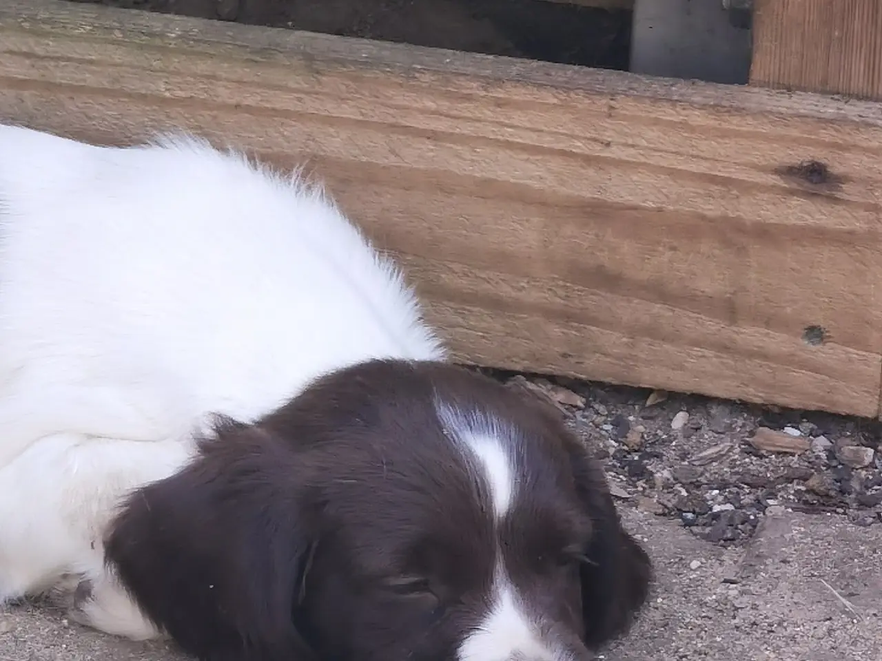 Billede 6 - FT Springer spaniels