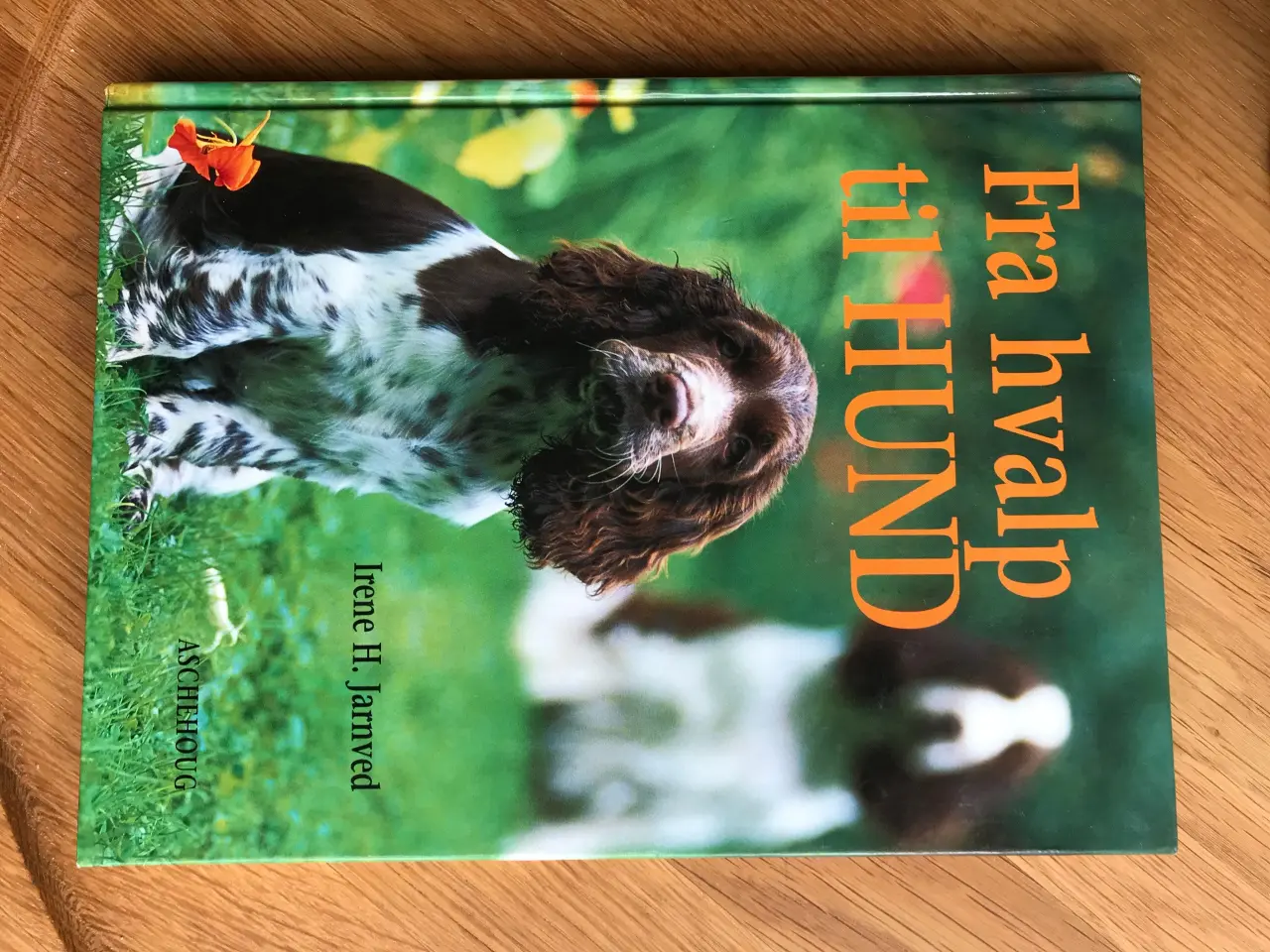 Billede 1 - Fra hvalp til HUND