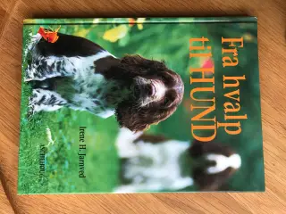Fra hvalp til HUND