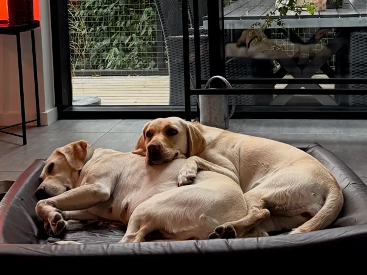 Billede 4 - Labradoodles
