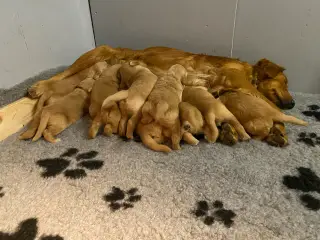 Golden retriever hvalpe 