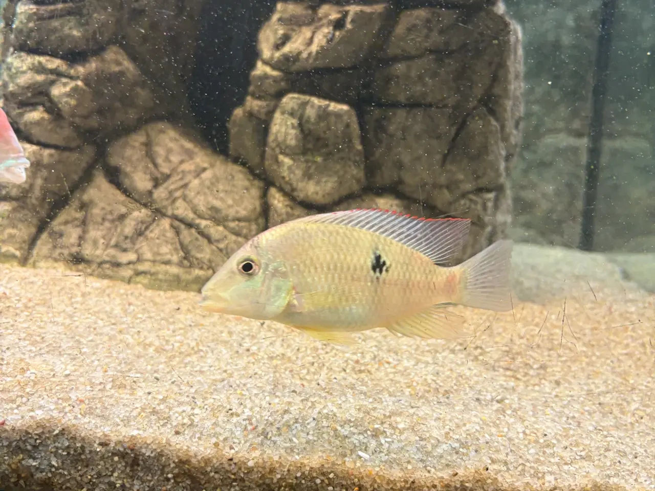 Billede 2 - Geophagus Pellegrini 3. Stk.