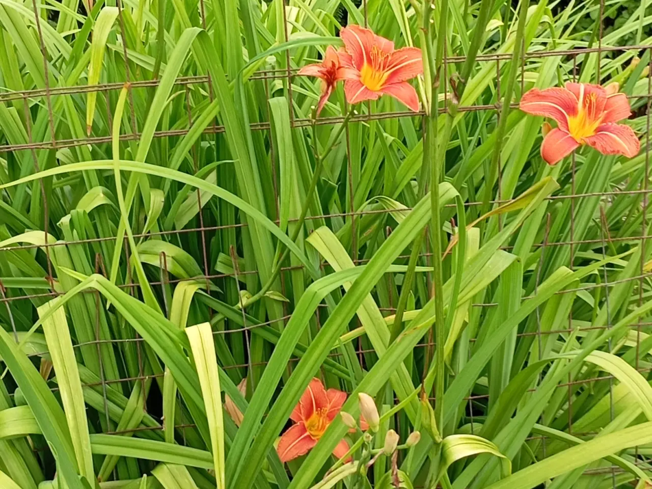 Billede 6 - Daglilje. Orange